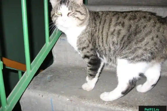 Найден серый кот с поврежденным глазом на ул. Пролетарской, 49