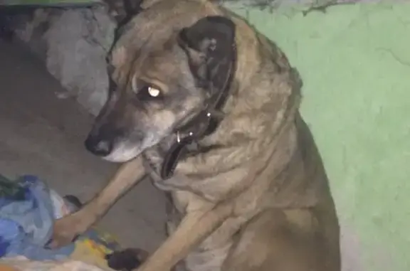Собака найдена на улице Молостовых, Москва