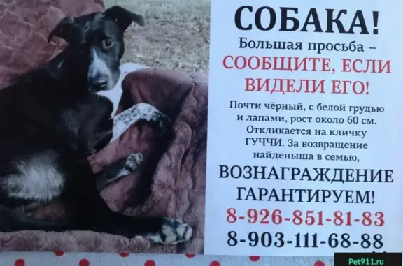 Пропала собака в 1-м Рижском переулке, м. Алексеевская