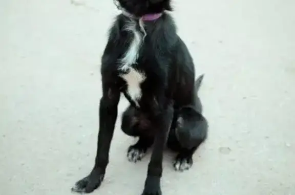 Найдена черная собачка на Просторной улице