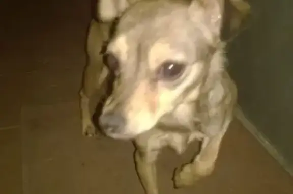 Найдена собачка-девочка в Ленинском районе
