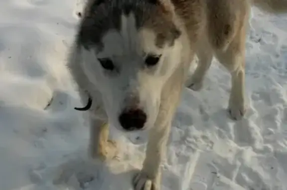 Найдена собака в Ленинском районе, Тула