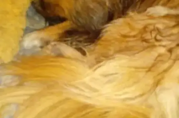 Найдена рыжая собака с одним глазом на ул. Стасова, 34