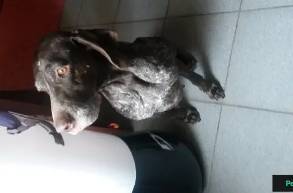 Найдена собака возле Немецкой деревни в Краснодаре