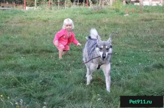 Собаки потеряшки, Инальцево, фото: Потеряшка собака Нора в деревне Инальцево, Тверская обл.