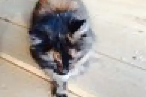 Пропала и найдена кошка в Тимирязевском на ул. Чапаева