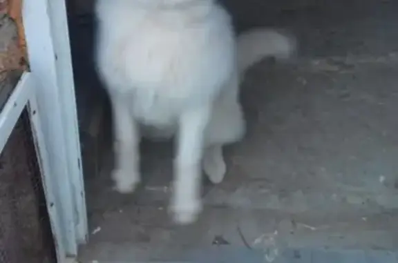 Найдена собака в Марьино, помогите вернуть домой (36 символов)