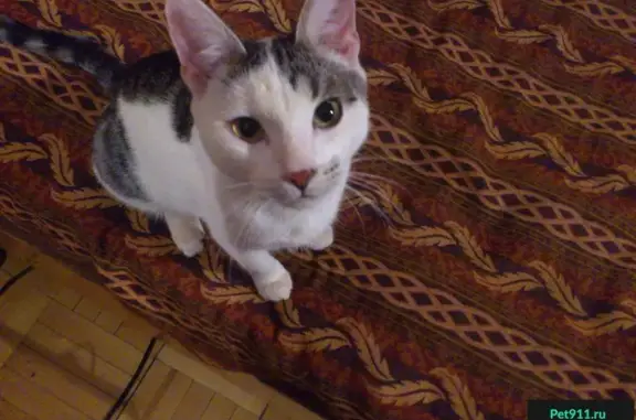 Найден кот на ул. Московской, 7 в Дмитрове