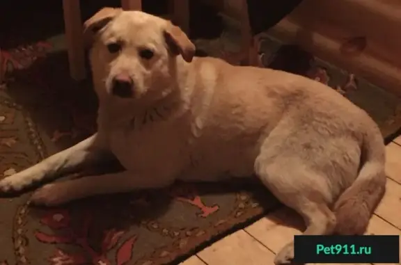 Найдена собака в Одинцовском районе, ищу хозяев