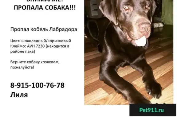 Пропала собака в СНТ 50 ЛЕТ ОКТЯБРЯ