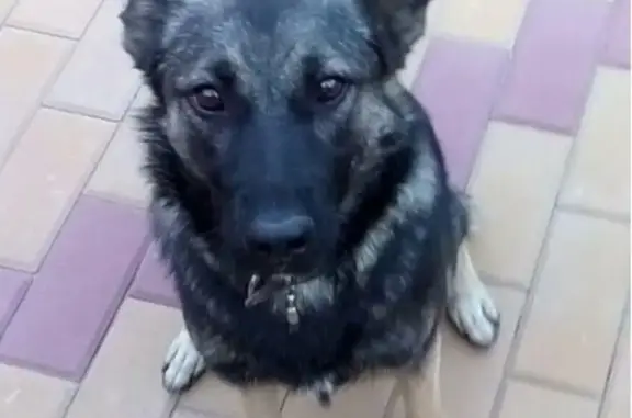Пропала собака в Ростове-на-Дону, вознаграждение за помощь