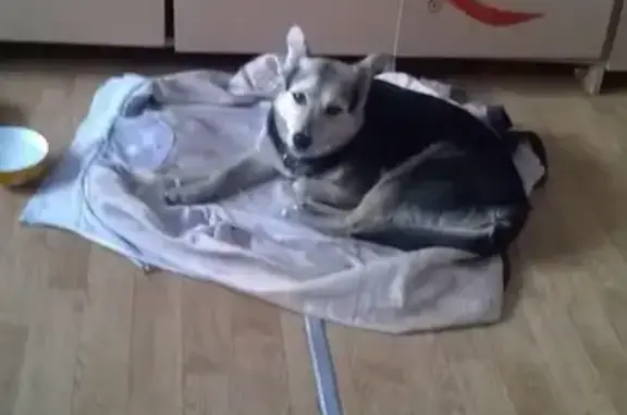 Найдена собака в Заводском районе, 03.01.2016