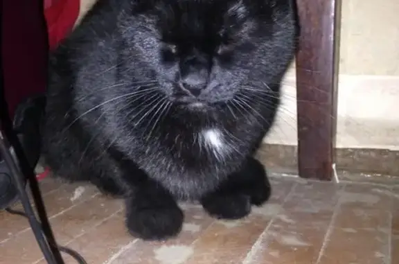 Найдена чёрная кошка на Лесном проспекте, ищет новых хозяев.
