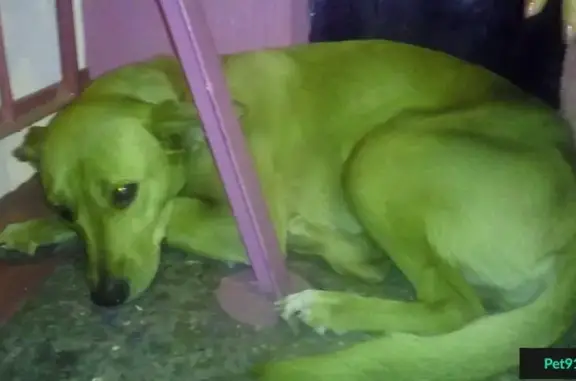 Собака найдена около собора в Новокузнецке
