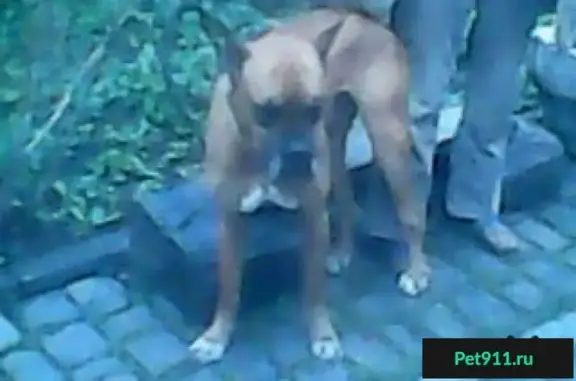 Пропала собака в Симферополе, Центральный тупик