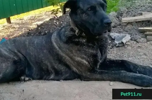 Пропала собака в Мытищинском районе, дер. Беляниново