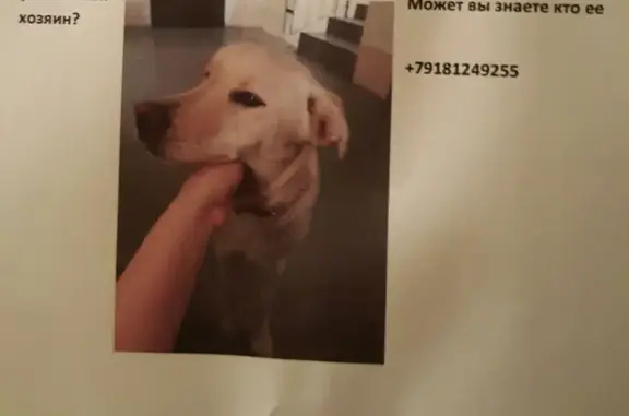 Найдена собака в Геленджике, микрорайон Парус.