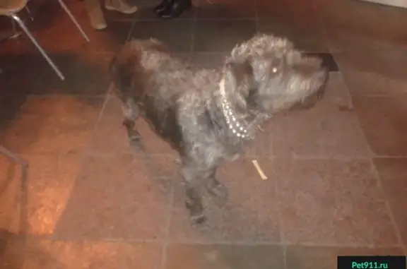 Собака с проблемой лапы на набережной в Ялте