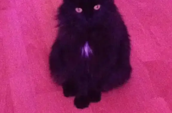 Пропала черная кошка с белыми отметинами на Люблинской, 5к1