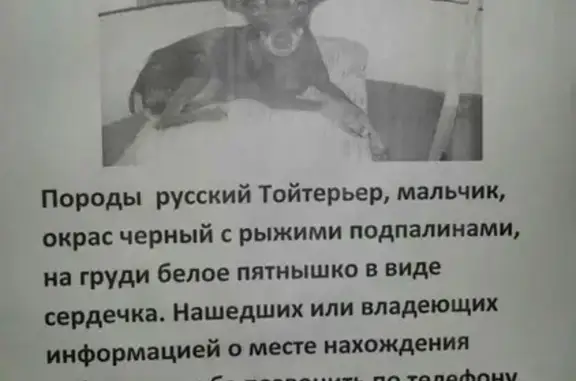 Пропала собака в Краснодаре, ул. Академика Лукьяненко, д. 18