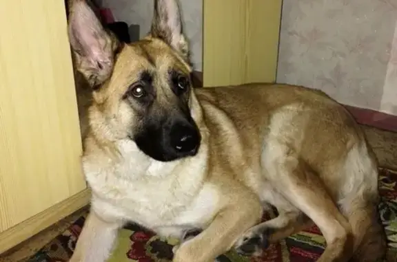 Найдена собака в Нижневартовске, д. 46а, ул. Мира