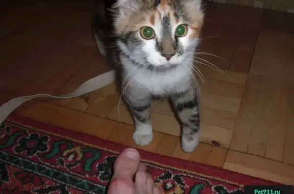 Найдена кошка на Бассейной ул в СПб