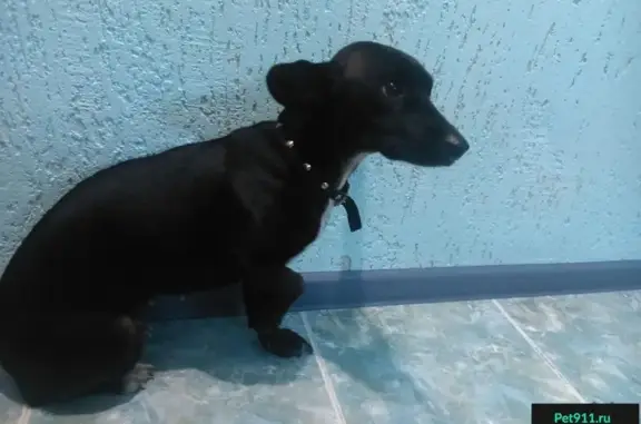 Найдена собака в Ставрополе: Пирогова 102, ищем хозяев