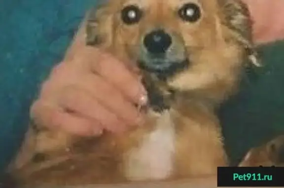 Пропала собака Ляля возрастом 10 лет на остановке Трамвайное кольцо Бумаш