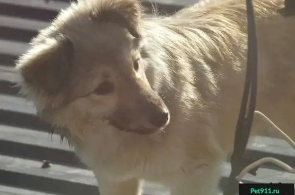 Собаки потеряшки, , фото: Потеряшка собака в районе ж/д вокзала, Новочеркасск