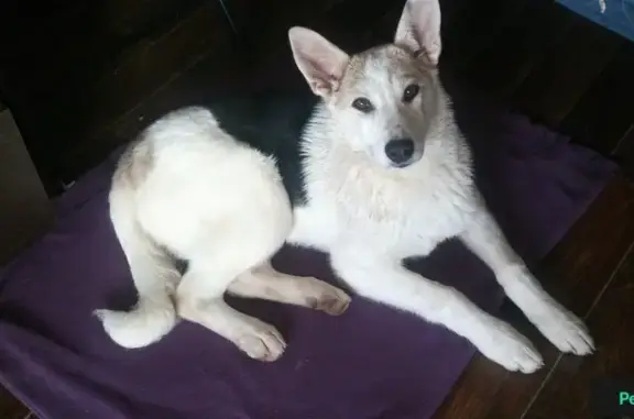 Собака найдена в Троицке, 35 км от Калужского шоссе.