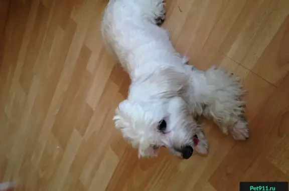Собака Белая с клеймом на животе в Омске