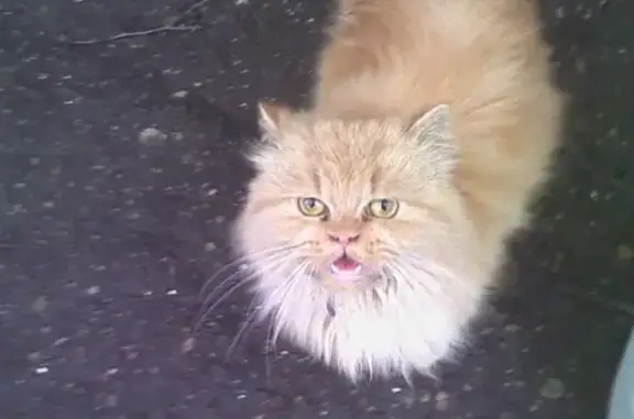 Найден кот на ул. Кутузова-Лукина, возраст 1-2 года.