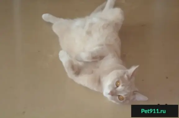 Кошки потеряшки, Брянск, фото: Потеряшка кошка на Красноармейской, вознаграждение