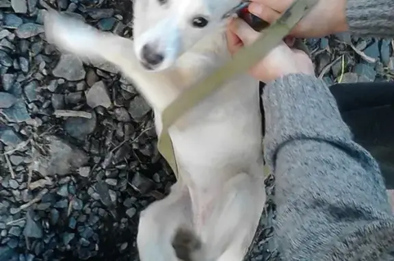 Найден щенок на ул. Победа в Белгороде