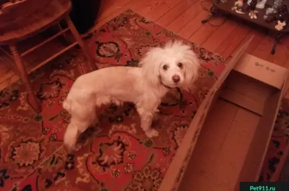 Найдена белая собака на Мартовской улице, Апрелевка