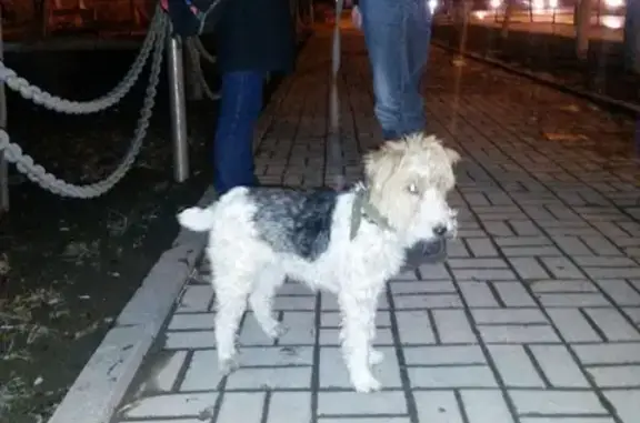 Собака найдена на ул. Козлова