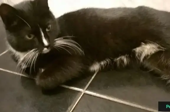 Найдена домашняя черная кошка на Ярославском шоссе