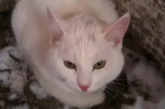 Найден белый кот на улице Калинина 66А