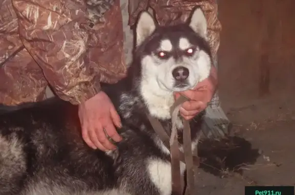 Найдена собака Хаски в Ростове, Советский район