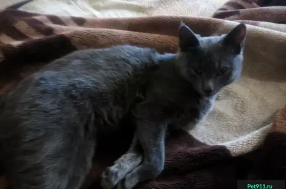 Пропала кошка в Ленинском районе, Томск
