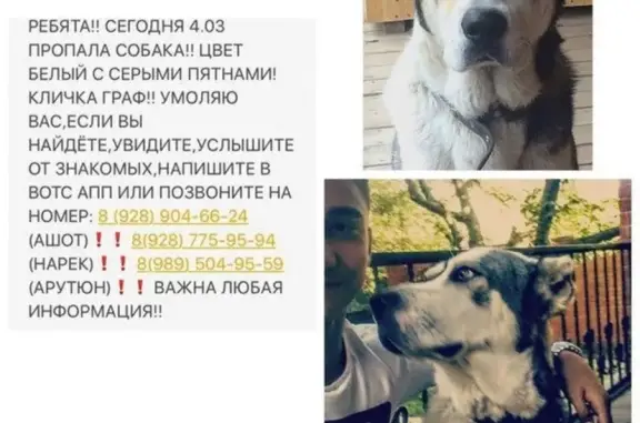 Пропала собака на Лесопарковой, звоните хозяевам! (39 символов)