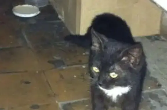 Найдена кошка в Марьино, пишите в личку