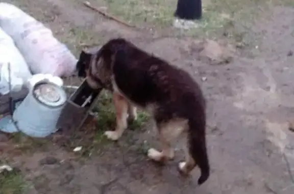 Пропала собака в Ушаковке (Тверская область)