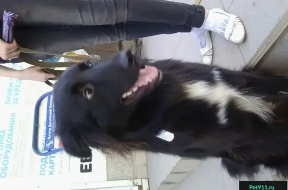 Пропала собака возле м. Звенигородская в Санкт-Петербурге