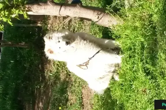 Пропала собака в д. Игнатово, Кимрский р-н, Тверская область