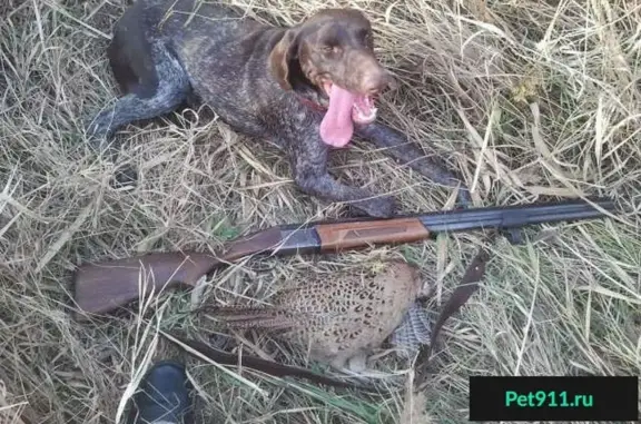 Пропала собака Лаки в Октябрьском районе, Ростов-на-Дону
