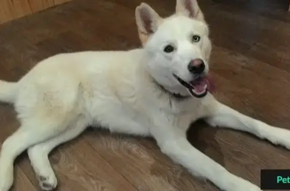 Собаки потеряшки, село Ново-Талицы, фото: Потеряшка собака в Ново-Талицы, Ивановский район