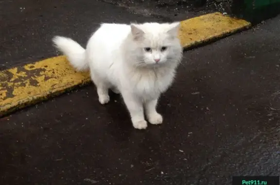 Найдена белая кошка на Никитинской улице, ищем хозяев!