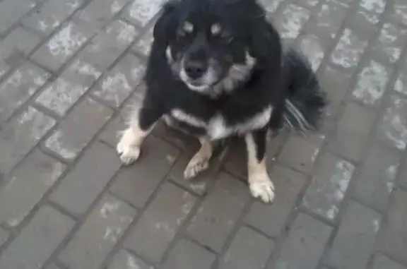 Собака на Токарева, 89 возле 