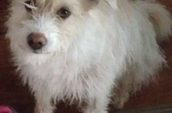Пропала собака Дарья в СНТ 